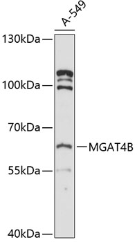 Anti-MGAT4B Antibody (CAB12810)