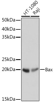 Anti-Bax Rabbit Monoclonal Antibody [KO Validated] (CAB18642)