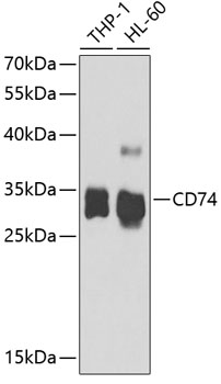 Anti-CD74 Antibody (CAB5667)