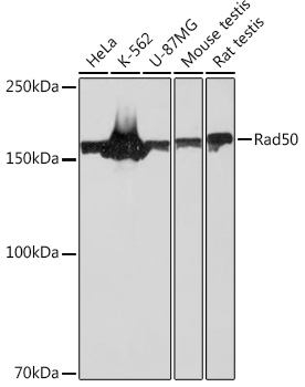 Anti-Rad50 Antibody (CAB3869)