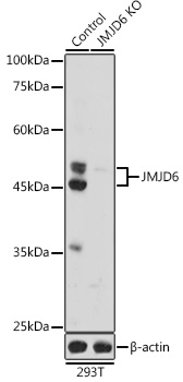 Anti-JMJD6 Antibody [KO Validated] (CAB5840)