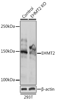 Anti-EHMT2 Antibody [KO Validated] (CAB1247)