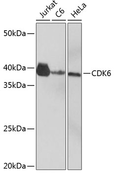 Anti-CDK6 Antibody