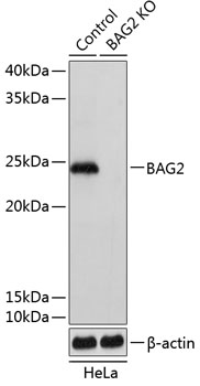 Anti-BAG2 Antibody [KO Validated] (CAB19945)