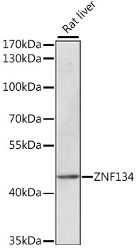 Anti-ZNF134 Antibody (CAB15739)