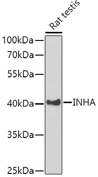 Anti-INHA Antibody (CAB1734)