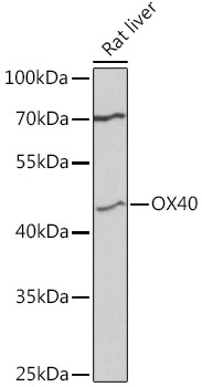 Anti-OX40 Antibody (CAB3646)