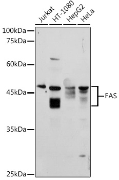 Anti-FAS Antibody (CAB0233)