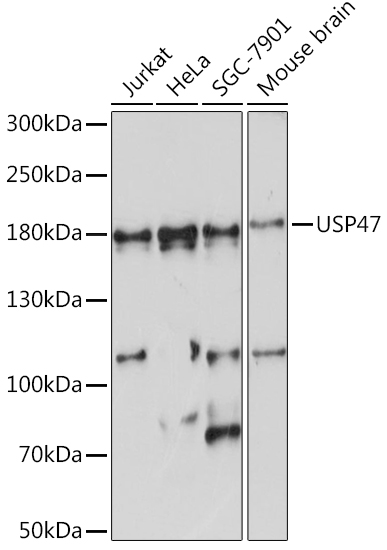 Anti-USP47 Antibody (CAB15461)