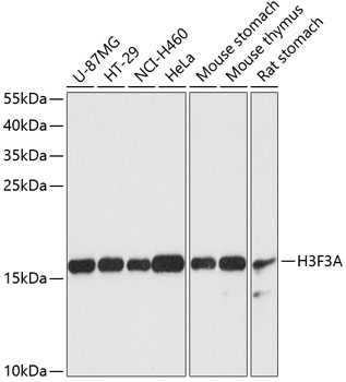 Anti-Histone H3.3 Antibody (CAB13824)