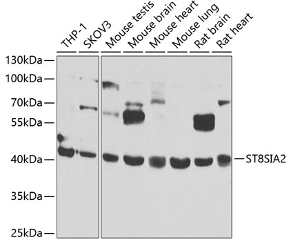 Anti-ST8SIA2 Antibody (CAB7748)