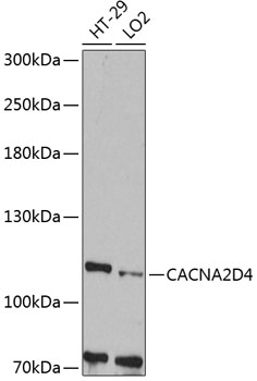 Anti-CACNA2D4 Antibody (CAB12206)