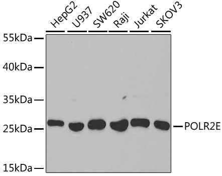 Anti-POLR2E Antibody (CAB1755)