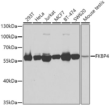 Anti-FKBP4 Antibody (CAB5643)