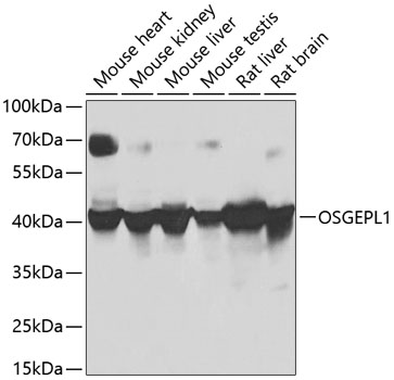 Anti-OSGEPL1 Polyclonal Antibody (CAB8022)