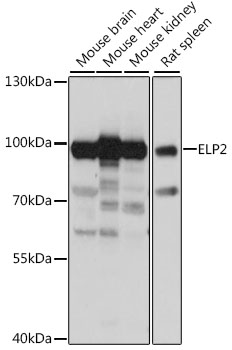 Anti-ELP2 Antibody (CAB15857)