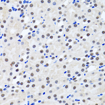 Anti-BIRC7 Antibody (CAB12600)