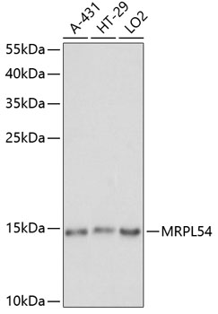 Anti-MRPL54 Antibody (CAB14957)