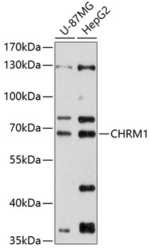 Anti-CHRM1 Antibody (CAB12323)