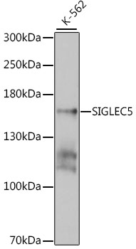 Anti-SIGLEC5 Antibody (CAB4250)