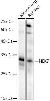 Western blot analysis of extracts of various cell lines, using NEK7 antibody at 1:500 dilution. Secondary antibody: HRP Goat Anti-Rabbit IgG (H+L) at 1:10000 dilution. Lysates/proteins: 25ug per lane. Blocking buffer: 3% nonfat dry milk in TBST. Detection: ECL Enhanced Kit. Exposure time: 90s.