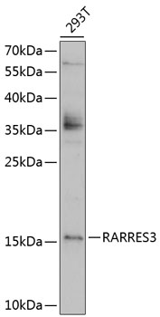 Anti-RARRES3 Polyclonal Antibody (CAB8784)