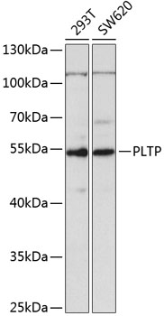 Anti-PLTP Antibody (CAB5628)