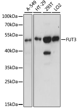 Anti-FUT3 Antibody (CAB15058)