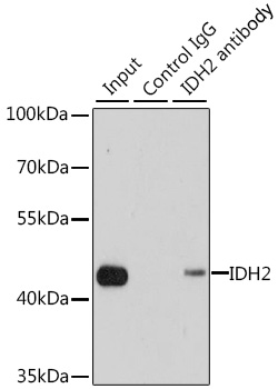 Anti-IDH2 Antibody (CAB7190)