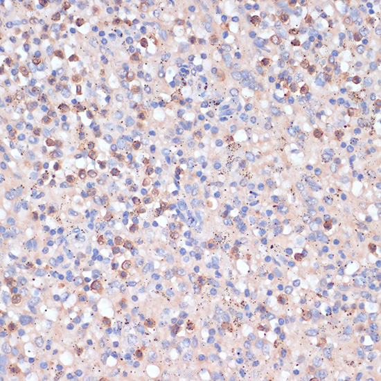 Anti-CD82 Antibody (CAB1778)