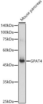 Western blot analysis of extracts of Mouse pancreas, using GPAT4 antibody at 1:1000 dilution. Secondary antibody: HRP Goat Anti-Rabbit IgG (H+L) at 1:10000 dilution. Lysates/proteins: 25ug per lane. Blocking buffer: 3% nonfat dry milk in TBST. Detection: ECL Basic Kit. Exposure time: 1s.