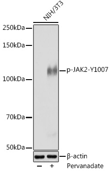 Anti-Phospho-JAK2-Y1007 Antibody (CABP0917)