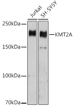 Anti-KMT2A Antibody[KO Validated]