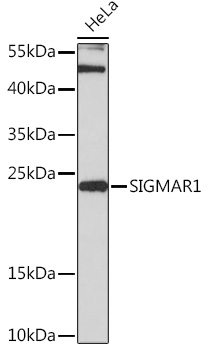 Anti-SIGMAR1 Antibody (CAB14837)