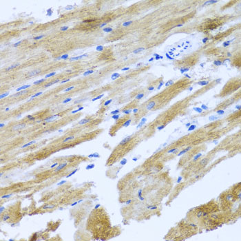 Anti-MOK Antibody (CAB1786)