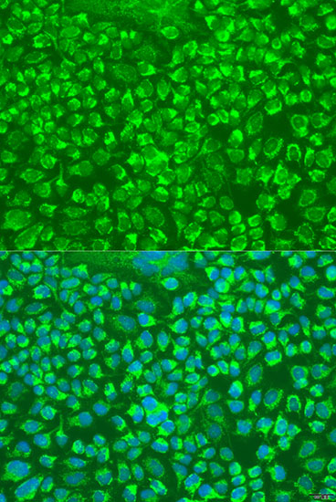 Anti-GZMA Antibody (CAB6231)