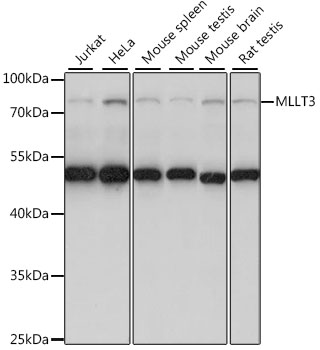 Anti-MLLT3 Antibody (CAB15690)