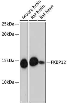 Anti-FKBP12 Antibody