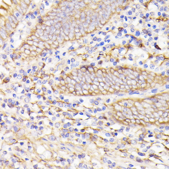 Anti-PSMG1 Antibody (CAB15339)