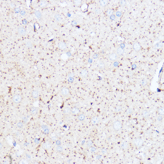 Anti-MAOA Antibody (CAB1354)