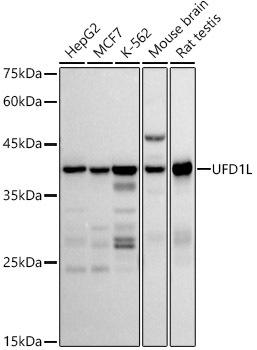 Western blot analysis of extracts of various cell lines, using UFD1L antibody at 1:500 dilution. Secondary antibody: HRP Goat Anti-Rabbit IgG (H+L) at 1:10000 dilution. Lysates/proteins: 25ug per lane. Blocking buffer: 3% nonfat dry milk in TBST. Detection: ECL Basic Kit. Exposure time: 30s.