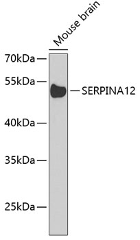 Anti-Serpin A12 Polyclonal Antibody (CAB8074)