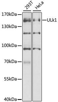 Anti-ULk1 Polyclonal Antibody (CAB8529)