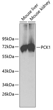 Anti-PCK1 Antibody (CAB2036)