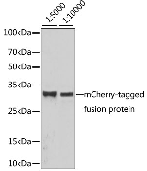 Anti-Mouse anti mCherry-Tag Monoclonal Antibody (CABE002)