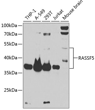 Anti-RASSF5 Antibody (CAB12602)