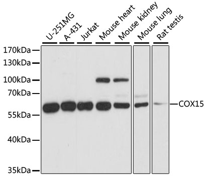 Anti-COX15 Antibody (CAB14665)