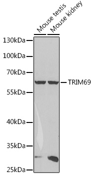 Anti-TRIM69 Antibody (CAB5910)