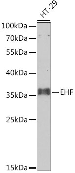 Anti-EHF Antibody (CAB7795)