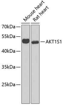 Anti-AKT1S1 Antibody (CAB6238)